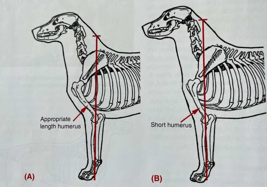 kaksi piirroskuvaa koiran etuosan luurangosta, johon merkitty erilaisten etukulmausten eroja