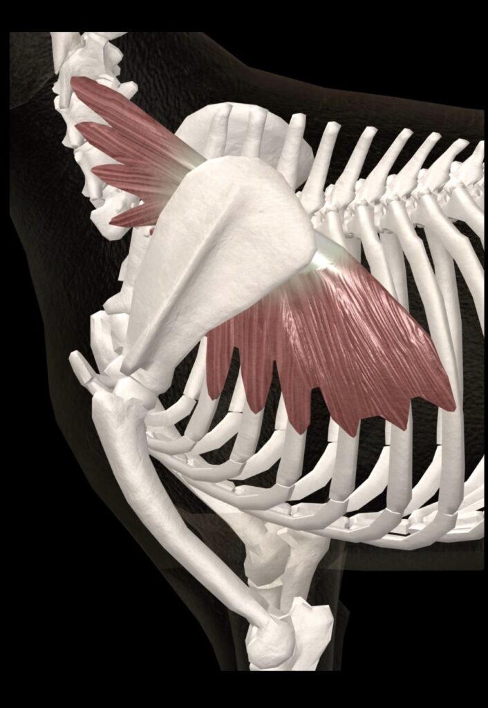 tietokoneohjelmasta otettu kuva, jossa näkyy koiran luurangosta osa rintakehästä ja eturaajasta sekä kaularangasta ja niihin kiinnittyvästä lihaksesta