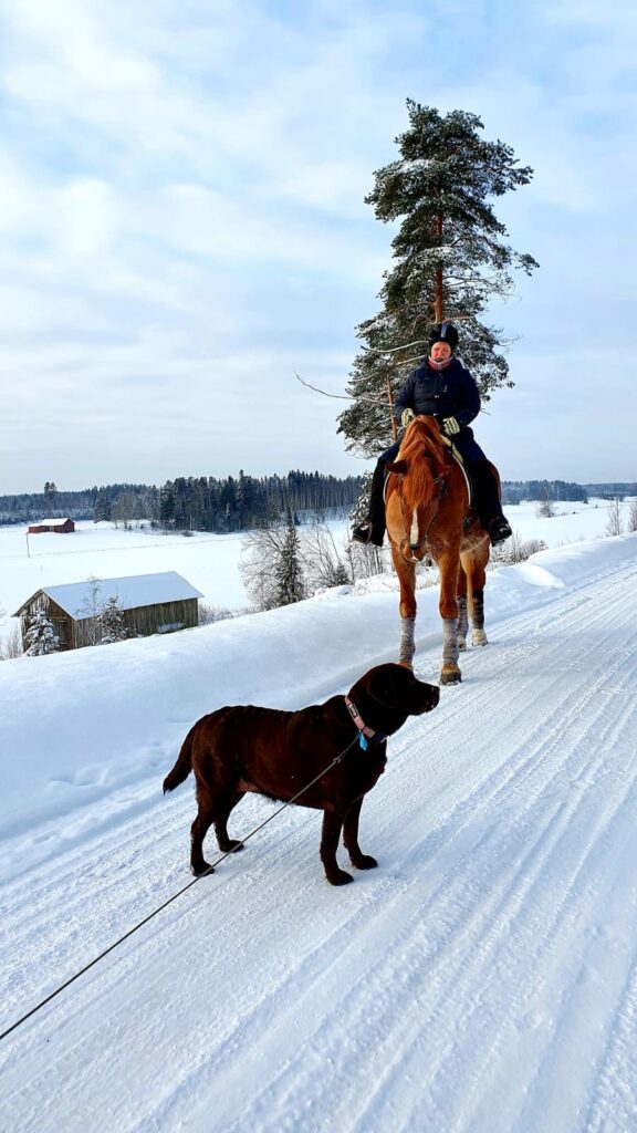 vekardo maastoilee labradorin kanssa