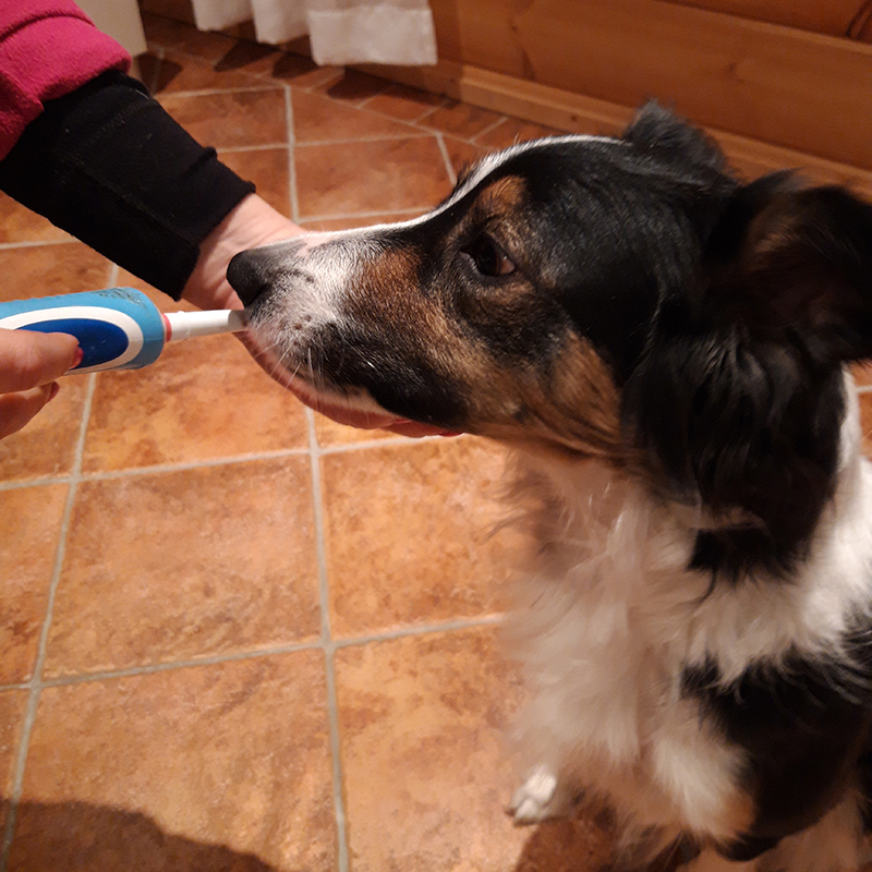 koiran hampaanpesu
