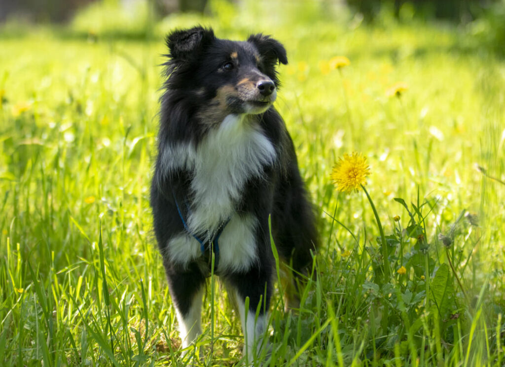 Shetlanninlammaskoira Hannah