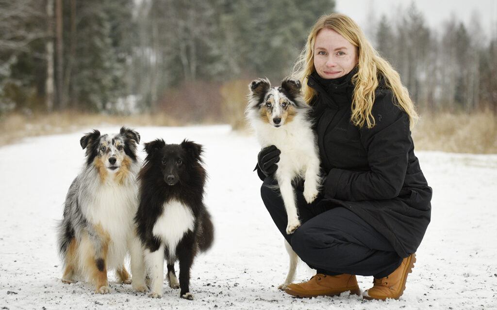 jonna ja shetlanninlammaskoirat