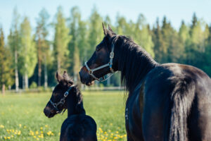 Kaisa Toivonen ja Nutrolin tuotteet hevosille.