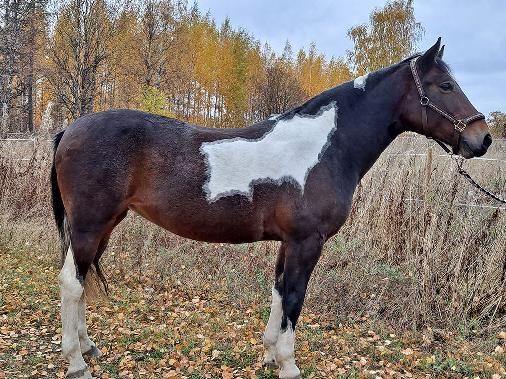 lehmänkirjava hevonen