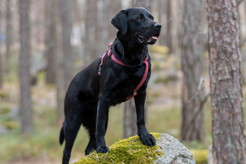 musta labradorinnoutaja