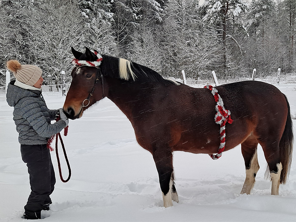 puoliverinen hevonen