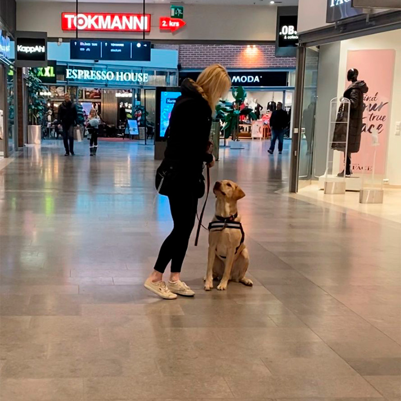 koira ostoskeskuksessa