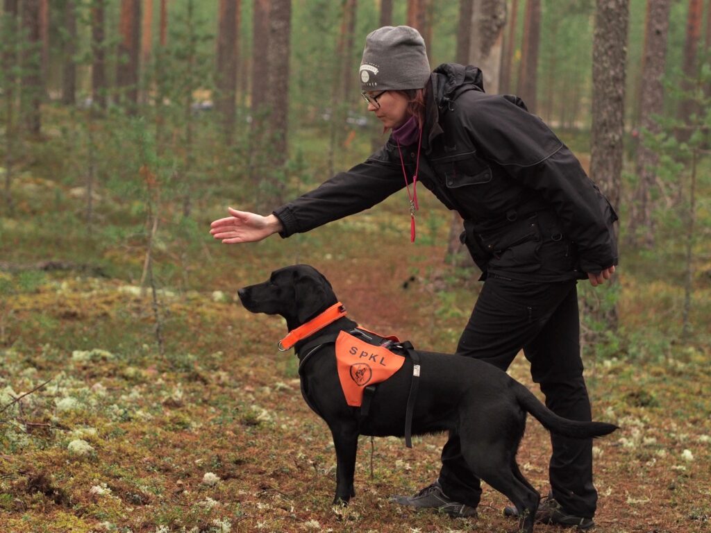 musta labradorinnoutaja spkl