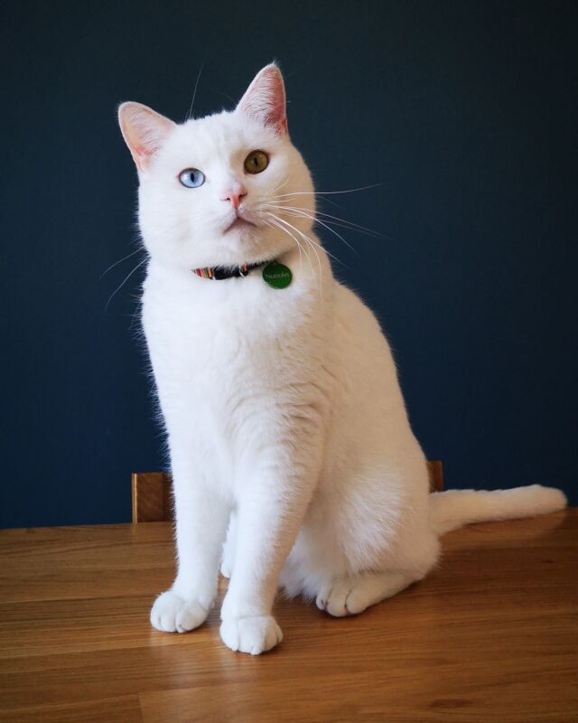 Did you know that even 30-40 % of all cats have osteoarthritis, and almost all cats older than 12 years have osteoarthritis? ⁠
⁠
To keep the best possible care of your cat, we have developed two different fatty acid products for cats as their central fatty acid needs change with age.⁠ ⁠ ⁠
⁠
#NutrolinLife #Nutrolin #omega #fattyacids #omega3 #kissanelämää #cats #kattliv