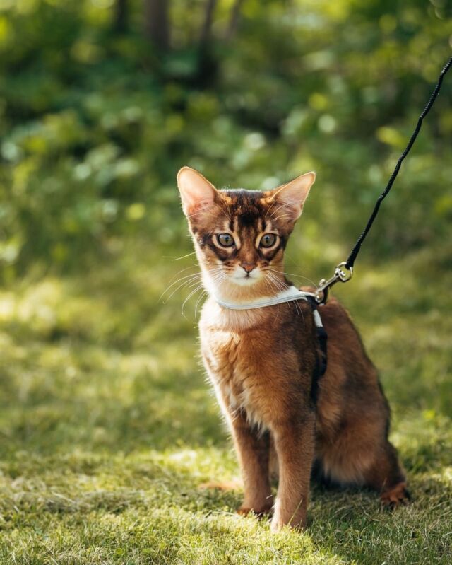 Woohoo, weekend adventures are ahead! The safest way to explore the world with a cat is to put your friend on a leash. Musti here has been getting acquainted with safe travels at a very early age. He loooooves overnight stays in a hotel! Well, who doesn't 💚#Nutrolinlife #Nutrolin #Nutrolincats #viikonloppu #weekendfun