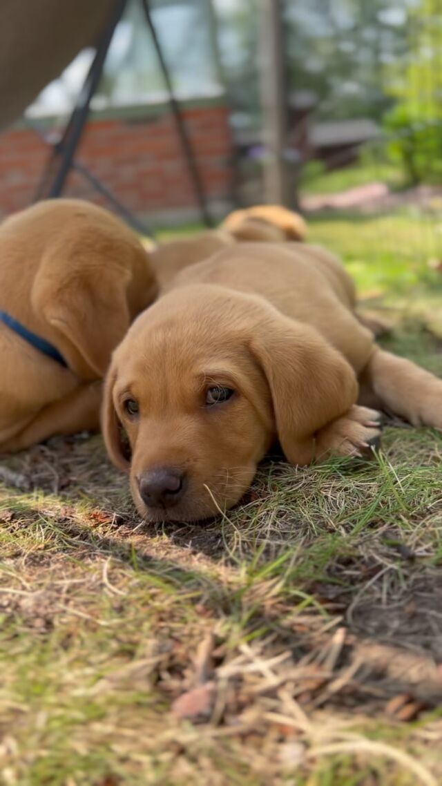 An afternoon nap is always a brilliant idea on a Saturday. Especially when you have been busy playing with friends ☀️💚#nutrolinlife #nutrolin #nutrolinpuppies #nutrolinpuppy #valp #pentu #puppylovers #foxredlab #labradorretriever #labbis