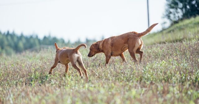 Byyyeee, we are off to have a splendid weekend! We hope you have one, too 💚#Nutrolinlife #Nutrolin #Nutrolindogs #foxredlabrador #labbis #labrador