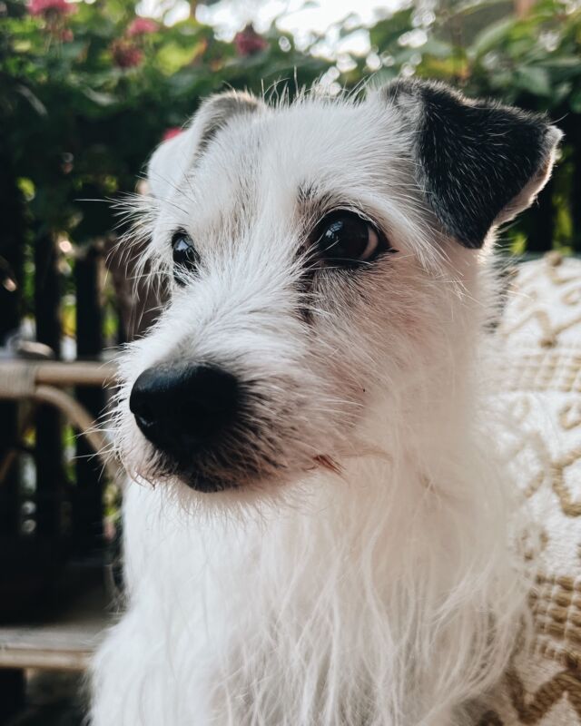 🎉🐾 A week late, but the love keeps growing! Wishing our Nutrolin® office dog, Telma the happiest 16th birthday! 🎂💚 #SweetSixteen #FurryFriendForever #Parsonrussellterrier #parson