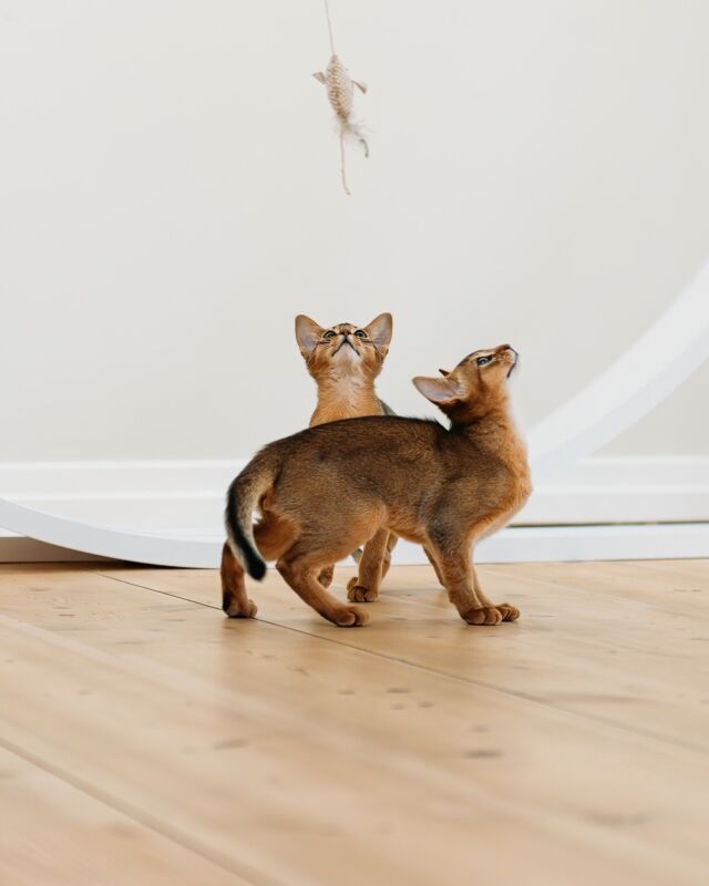 🐾🎉 Get Ready for a Pawsitively Purrfect Weekend of Fun and Games! 🎉🐾Hey there, fellow feline enthusiasts! It's Time to unleash the kitten party vibes because the weekend is finally here, and our adorable furballs are ready to have a blast! 😺🎲 Game On! 🎲
1. Feather Frenzy: Wave a feather toy in the air and watch your kittens go wild, trying to catch it. It's like their very own feathered friend!
2. Hide and Seek: Can your kittens find you when you hide behind furniture? It's Time to test their ninja skills and have some giggles along the way.#Nutrolinlife #Nutrolin #Nutrolincats #WeekendFun #KittenPlaytime #abessiniancat
