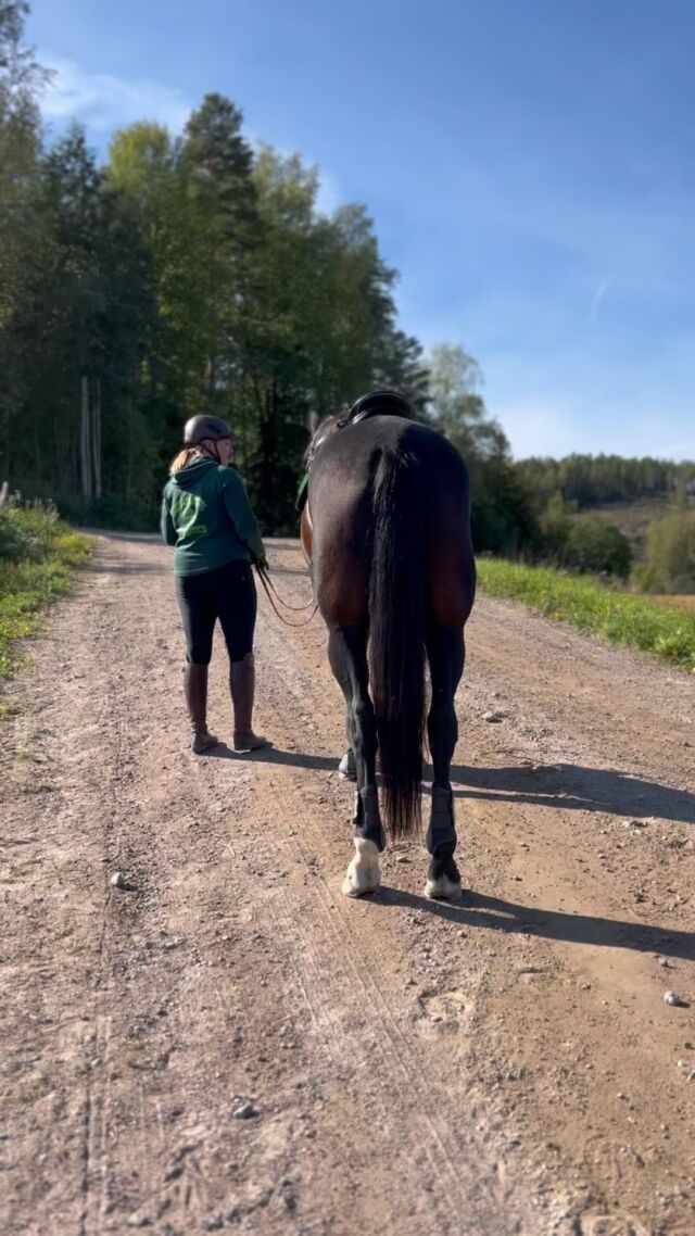 When everything is in perfect harmony beneath the surface - no discomfort, tension, or stiffness - sharing life and engaging in activities together becomes an unparalleled joy! 💚🐴#nutrolinlife #nutrolin #nutrolinhorses #nutrolinhorse #hevoset #hästliv #equestrainlife