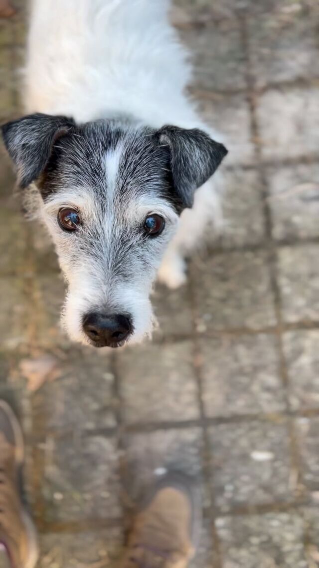 #OmegaMonday Omega-3 DHA not only plays a pivotal role in the early development of a puppy’s brain and eyes but also continues to support the cognitive health and visual function of senior dogs.Iita here is 18 years old, and she started taking Nutrolin SENIOR, which has a high amount of DHA, as soon as she turned eight.#nutrolinlife #nutrolin #seniorikoira #vanhakoira #parson #parsonrussellterrier #gammalhund