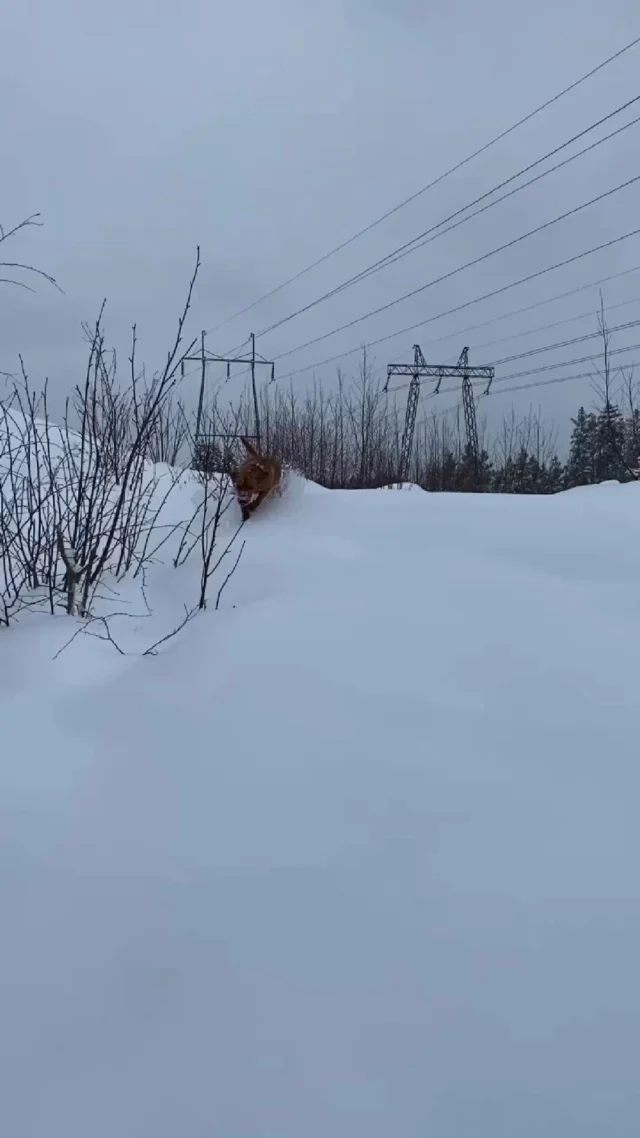 Spring in Finland!🇫🇮❄️ We got heaps of snow last night and more to come here in southern Finland. Office dog VeeJii made most of the remote work day and went to have fun during lunch break. How does spring look like where you live?#Nutrolinlife #Nutrolin #WinterWonderland #FinlandFun #officedog #labrador #labbis #foxredlab