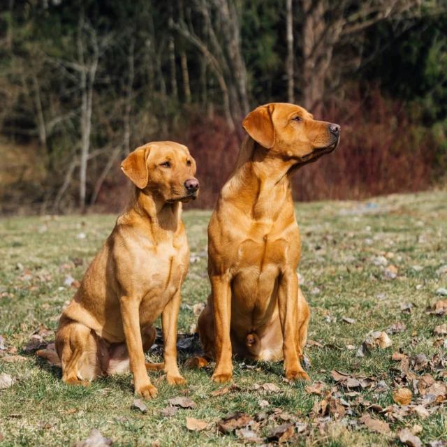 Wishing a joyful birthday to our adorable pups turning two! 🎉Your playful spirit and boundless energy bring so much joy into our lives. Here's to more adventures, cuddles, and fun times ahead! 🐾Here are our office siblings Taimi & VeeJii 💚The Loiskis litter was born at Nutrolin’s headquarter two years ago, in the middle of Easter festivities. 💛