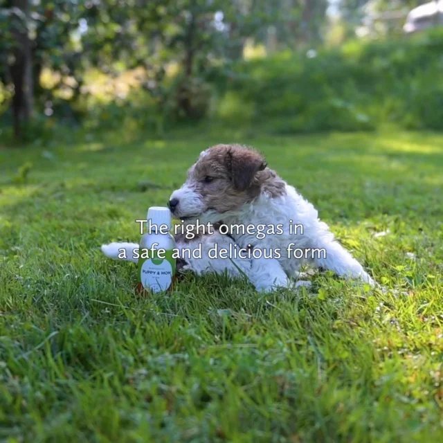 What’s more curious than a little puppy? Everything gets explored, sniffed, and tasted—including last summer’s new flower bed. 🙈The world opens up to a puppy at an incredible pace. 🐾You can help your puppy make the most of their adventures by adding Nutrolin® PUPPY & MOM to their food.Research shows that omega-3 DHA supports the development of a puppy’s brain, eyes, and sense of smell.Get 20% off when you purchase any of our three puppy-friendly products. Nutrolin® PUPPY & MOM, KITTEN & ADULT, and OMEGA SENSITIVE—specially designed for puppies with fish allergies—help care for your beloved pet.The offer is valid in our online stores until April 15, 2025.#NutrolinLife #Nutrolin #Nutrolindogs
#NutrolinPuppyMom #NutrolinOmegaSensitive
#doghealth #hundhälsa #koiranhyvinvointi