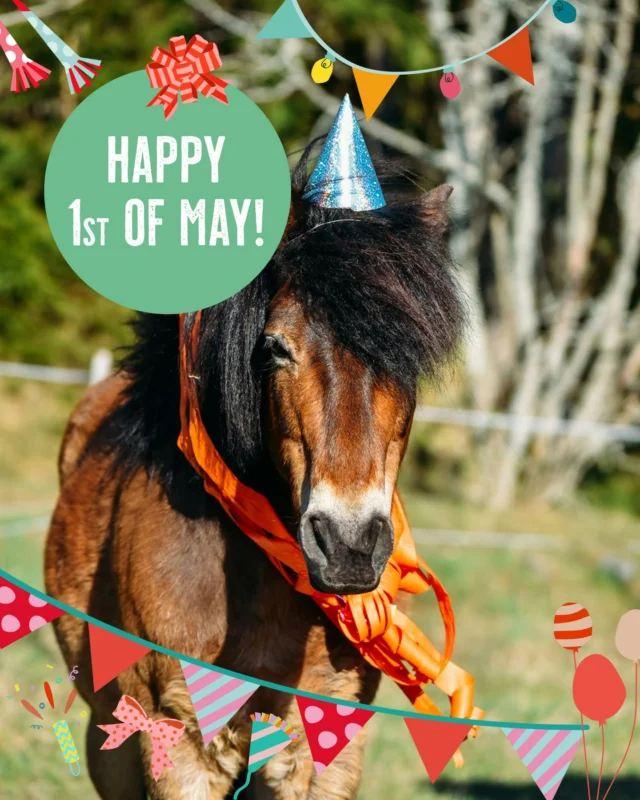 Malte the pony is celebrating May Day with a picnic in the pasture, surrounded by his herd mates. But did you know that May Day has traditionally marked the day when cattle were let out to pasture in rural areas? Various rituals were performed to ensure the animals' well-being. Horses were even bathed in rivers on May Day to keep them free from horseflies during the summer. 🪰Happy start to May!#nutrolinlife