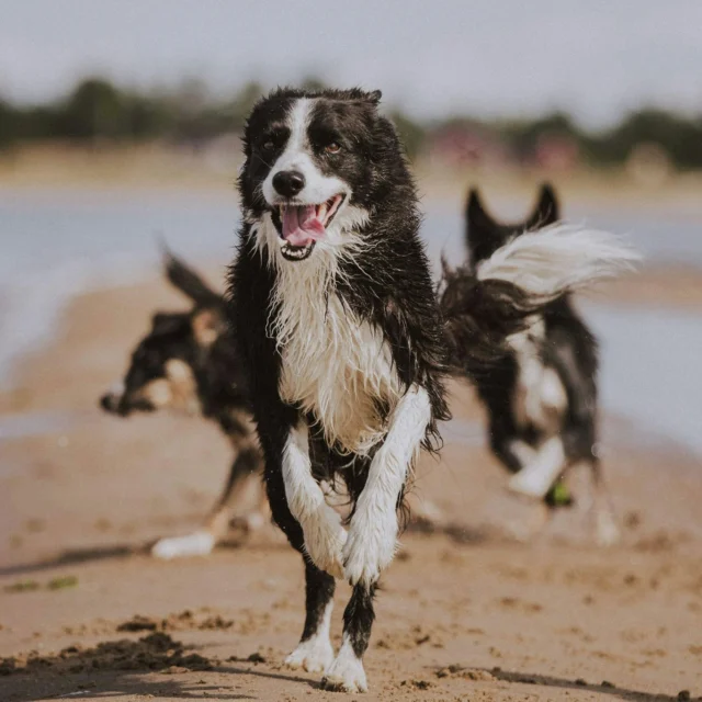 "Head, shoulders, knees and toes... Knees and toes!" 🎶

Sorry for the earworm, but we just wanted to let you know that this song applies to Nutrolin® products too.

The head is especially taken care of by our PUPPY & MOM, SENIOR, and OMEGA SENSITIVE formulas. But in fact, all our fish oil-based products contain brain-boosting fatty acids.

Shoulders, knees, and toes stay in shape – or feel better – with the help of our HIP & JOINT paste.

From head to toes, Nutrolin® supports your dog’s wellbeing. 🐾

#nutrolinlife #doghealth #nutrolin