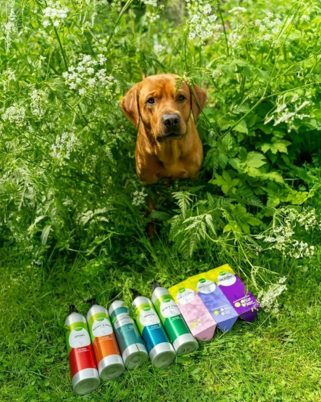 Want some Midsummer magic in your life? Try this Finnish tradition: place 7 different flowers under your pillow to dream of your future love. 💐Our Väinö, however, has his own kind of magic: he slips 8 Nutrolin® products under his X instead. Then, in his dreams, he finds out who his Midsummer sweetheart will be. 🤔Most likely someone who’s also into Nutrolin®. 😁Wishing you all a magical Midsummer – from all of us to all of you! 🌞#labradorsofinstagram @veejii_labranator #nutrolinlife #teamnutrolin #midsummer #juhannus
