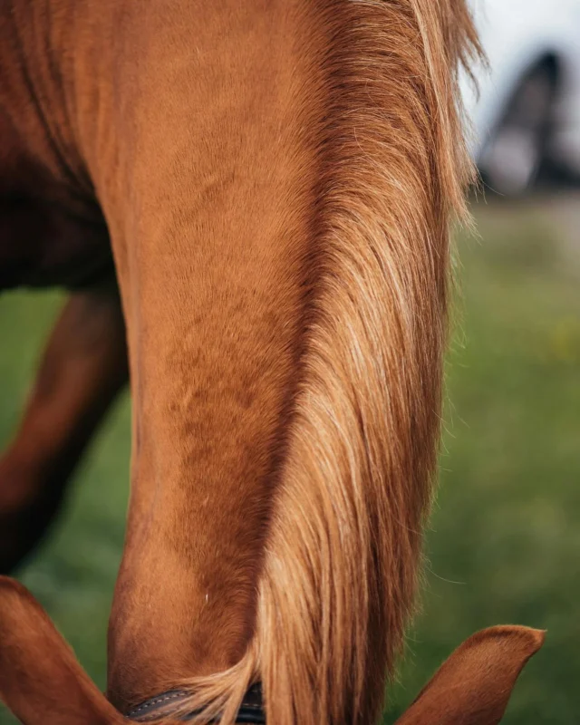 Summer is in full swing, and midge season is right around the corner. Let’s get ready! 💪🏻Nutrolin® HORSE Skin & Coat supports the skin’s natural barrier, making it more resilient against irritants like insect bites.At the same time, you’ll be preparing your horse’s skin for the muddy autumn weather, when mud fever often becomes a real nuisance.But hey, let’s not talk about autumn just yet. 😅#nutrolinlife #nutrolinhorse #horsehealth #hevoset