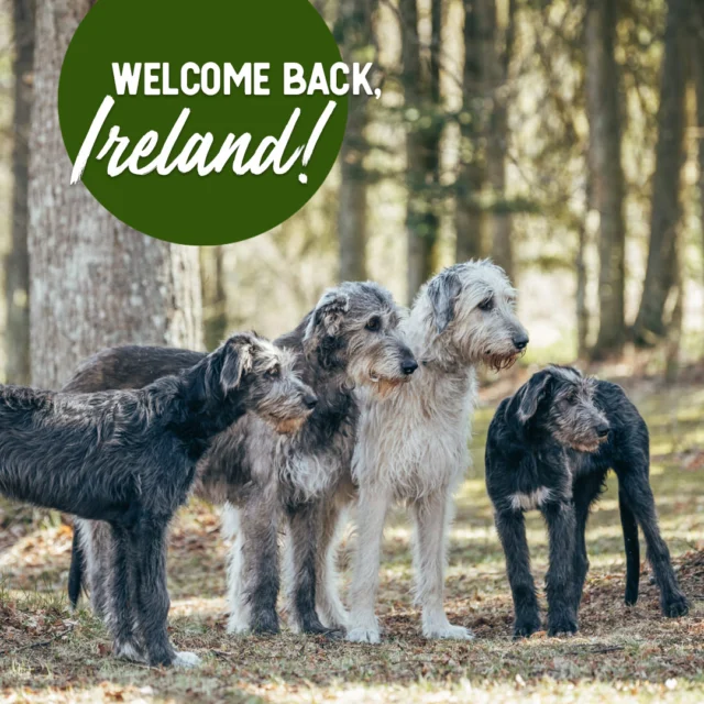 We’ve missed you, Ireland! 🇮🇪Céad míle fáilte – a hundred thousand welcomes to our Irish customers.How are you friends? ☘️We’re back on the Irish market with Nutrolin® products and look forward to supporting the health and wellbeing of your beloved pets once again.It feels barking good to be back. 🐶To celebrate our reunion, we're giving 20 % off all products to our international customers outside Finland and Sweden. 🌍The offer is valid in our webshop www.nutrolin.com until 7 July 2025.#nutrolinlife #doghealth #nutrolindog