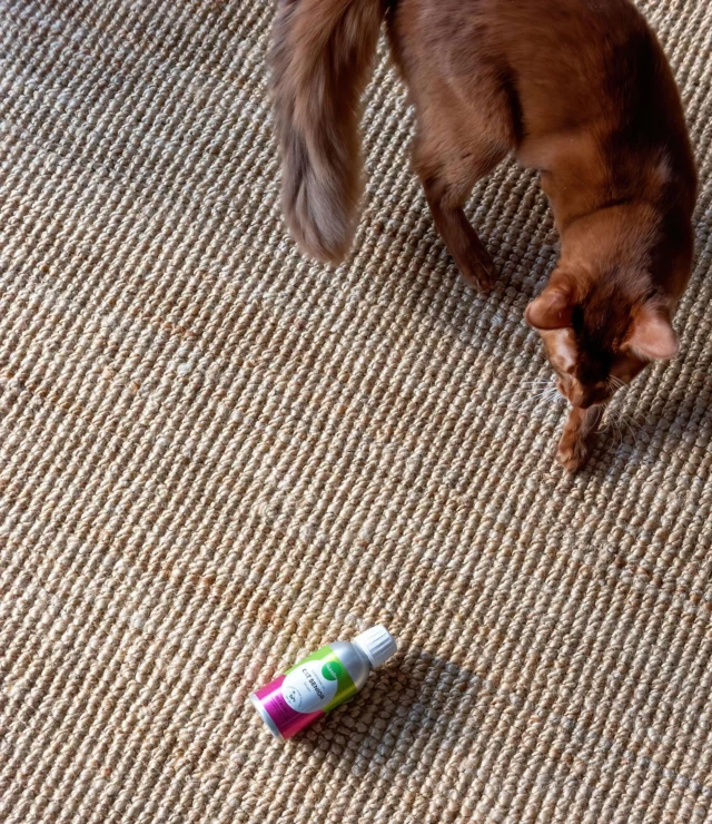 Can cats be allergic to fish? 🐟Yes, they can! In fact, fish allergy is fairly common in cats. Symptoms may include itching, skin problems, or digestive issues.But did you know that many animals and people with a fish allergy can still use fish oil? 😻That’s good news, because the omega-3s in fish oil support overall wellbeing.The fish oil used in our Nutrolin® products is pharmaceutical-grade, but in rare cases, even that might not suit a sensitive cat. In that case, we recommend Nutrolin® OMEGA SENSITIVE®, made from marine microalgae.Nutrolin® OMEGA SENSITIVE® contains just as much EPA and DHA omega-3 as high-quality fish oil – and four times more than salmon oil.Nutrolin knows omegas. 💚#nutrolinlife #fishallergy #catsofinstagram #cathealth #fishoil #omegas