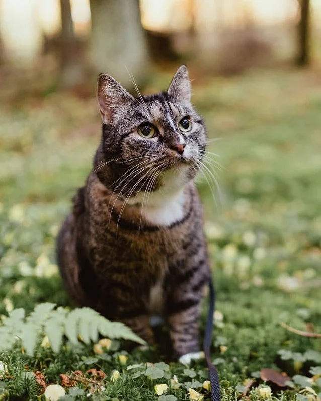 Three things every cat owner should know about fatty acids 🐾💚 Cats need animal-based omega-3 fatty acids — for example, directly from fish oil.💚 Healthy skin and a shiny coat are signs of a well-being cat. The right fatty acids can help with excessive shedding or dry, flaky skin.💚 Balance matters. A high-quality fatty acid supplement contains the right omegas in the right ratio.We offer two fish oil–based supplements developed especially for cats:Nutrolin® KITTEN & ADULT improves coat quality and supports the development of growing kittens.Nutrolin® CAT SENIOR supports mobility and flexibility while enhancing coat condition.Not sure which Nutrolin® product is right for your cat? Leave a comment or get in touch — we’re happy to help! 💚#nutrolinlife #kissat #kissagram #cathealth