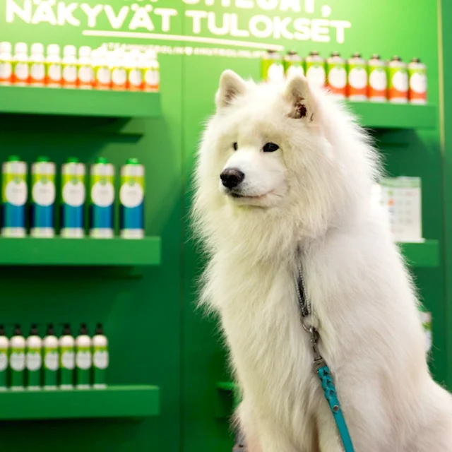 Are you coming? 👋🏻 Thousands of dog lovers are gathering in Helsinki this week for the World Dog Show 2025!We’re beyond excited to meet the loyal (or royal?) barkers of the Nutrolin® pack — and we’d love to make new friends too (dogs and humans alike).Come say hi at our stand! Just look for the green balloons. 🟢Oh, and before we forget 🤭: enjoy 30% off all our products at the show!#nutrolinlife #WDS #WorldDogShow2025 #koiranäyttely
