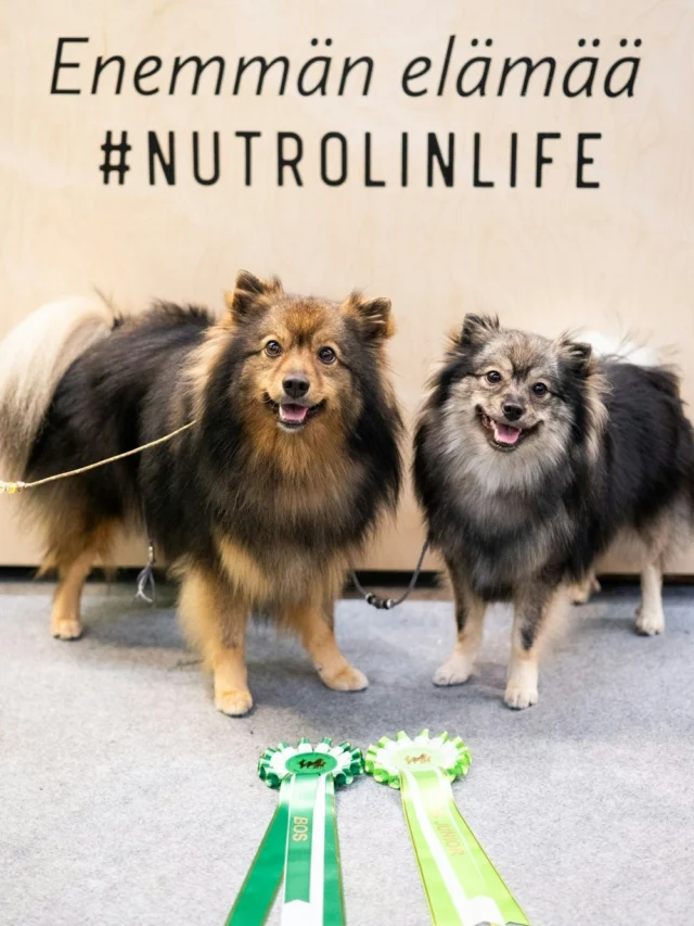 Greetings from the Helsinki World Dog Show 2025! It's day two, and there's a buzz under the green balloons. And no wonder – our fair offer, 30% off all products, is simply too good to miss. 💚In the photo: our brand ambassadors Soma and Sievä posing with their new rosettes. Congratulations! 🥳See you at the Fair, come say hi! 👋🏻#nutrolinlife #teamnutrolin #wds2025 #WDS #WorldDogShow2025 #CircuitShows #mittelspitz