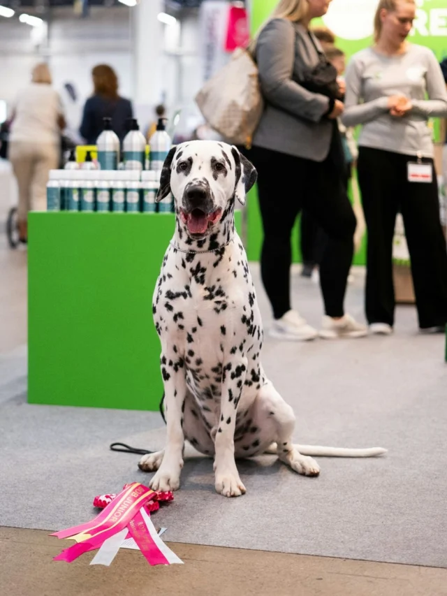 This is our brand ambassador Weikko with his new rosette. 🥰The final day at the Helsinki World Dog Show has begun! With our extended Nutrolin® pack, the smiles just keep coming – there are so many of you here! 😍What’s been especially heartwarming this year is how generously you’ve recommended our products to your friends around the world. All of this is thanks to you. 🤗#nutrolinlife #teamnutrolin #wds #WorldDogShow #dalmatians #dalmatialaiset