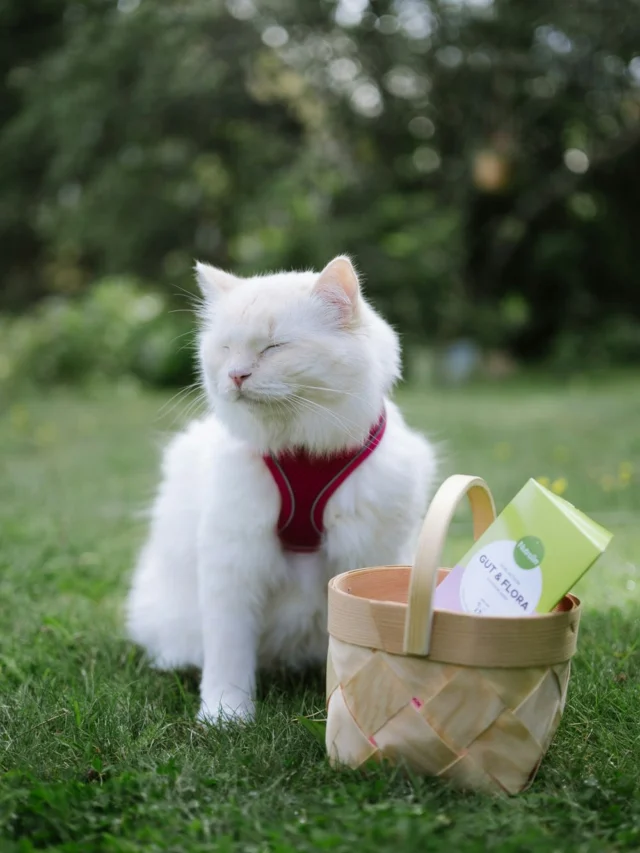 Autumn can bring tummy troubles. Damp conditions, spoiled berries and fruits, or even returning to the everyday routine can upset your pet’s digestive system. 😰Get a tube of Nutrolin® GUT & FLORA multi-action paste now. This tasty innovation has transformed gut health products for cats and dogs. 💚The paste contains probiotics and prebiotics to support the microflora. Its omega-3 fatty acids help protect the gut wall. 🤝Nutrolin® GUT & FLORA is suitable for both cat and dogs and for continuous and occasional use. 💚#nutrolinlife #happypasting