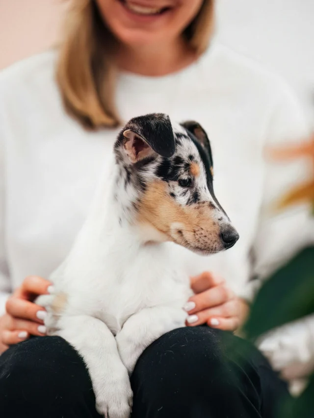 Hey there, good people. Back to basics. ☝🏻Like this post if you’ve ever tried Nutrolin® products. ❤️Comment if you’re not from Finland and let us know where you’re from. (Finns, you’re welcome to join in too!) 🌍Share with a friend who has a dog, cat, or horse that could benefit from our products. 💌Nutrolin® is most often used to support dry skin, joint health (e.g. osteoarthritis), and teeth & gums. 🤗But what’s most important? We stay with your four-legged friends from the first moments of their life to their last breath.We’re so happy you’re here. And if you’re wondering — green northern hearts are how we show our affection. 💚#nutrolinlife