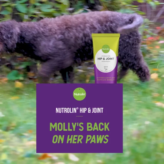 Here’s our newly appointed CEO Cassu’s 15-year-old Spanish Water Dog, Molly. 🐶For her age, Molly is cheerful and full of energy. Still, she started struggling with joint issues quite some time ago. Her pace slowed, and her famous bread-basket jump was no longer quite what it used to be.When Cassu joined our team, we packed a couple of packs of Nutrolin® HIP & JOINT for Molly.
A few weeks later, a very happy CEO walked into the dairy (yes, our office really is one!).“Molly has perked up so much! She’s playing and moving around again,” Cassu said. “And the best part? We have to keep the bread basket out of her reach again.”Well done, Molly and Cassu!Nutrolin® HIP & JOINT is the most effective joint supplement on the market, bringing back the joy of movement. 💜It contains a research-proven, effective amount of omega-3 fatty acids from fish oil. Combined with joint nutrients, it soothes stiff joints — and makes Molly feel great.Joint Health Weeks 27 Oct–16 Nov – Freedom to Move!
During Joint Health Weeks, we’re sharing knowledge and tips to support your pet’s joint health.#NutrolinLife #NutrolinHipJoint
