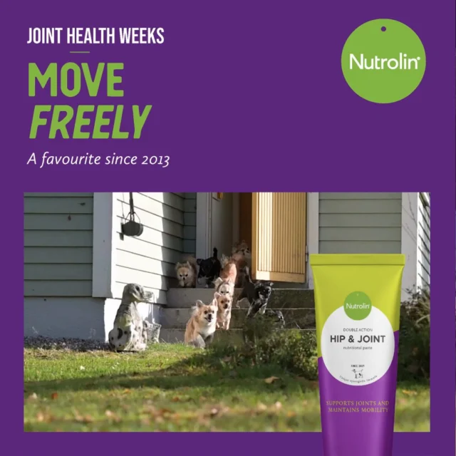 Is your dog’s bottom no longer wiggling like it used to? Are those flexible joints just a fond memory?Let us help. 💜Nutrolin® HIP & JOINT is a much-loved, multi-benefit supplement that brings back the joy of movement.This handy paste combines omega-3 fatty acids from fish oil with key joint nutrients. Together, they’re stronger than the sum of their parts.For jolly joints – since year 2013. 🐾Joint Health Weeks 27 Oct–16 Nov – Freedom to Move!
During Joint Health Weeks, we’re sharing knowledge and tips to support your pet’s joint health.