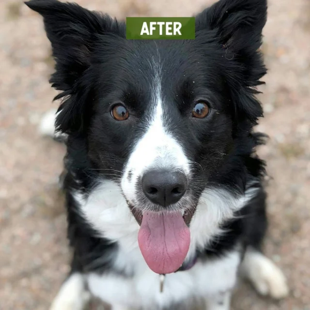 Lyra has a troublesome skin condition called atopy. Atopic skin can show very localized symptoms, such as hair loss around Lyra’s eyes. 😕Nutrolin® SKIN & COAT supports the normal structure and function of Lyra’s skin with essential fatty acids that atopic skin cannot utilize on its own. 💚And look at Lyra now! 😍