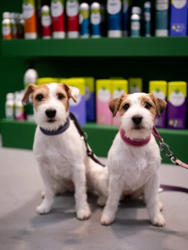 We are celebrating Finland’s Independence Day at the biggest dog event in the country — the Dog Fair, or as we say, Koiramessut. 👋🏻It’s busy here, but that only means we’re all working together for a shared purpose. 🫶🏼We are grateful that, nearly 20 years ago, you embraced the Nutrolin® products we develop and manufacture here in Finland. 🥰With these photos, we’re sending you a little omega-fatty-acid joy and wishing you Hyvää itsenäisyyspäivää! We’re proud to be Finns. 🇫🇮