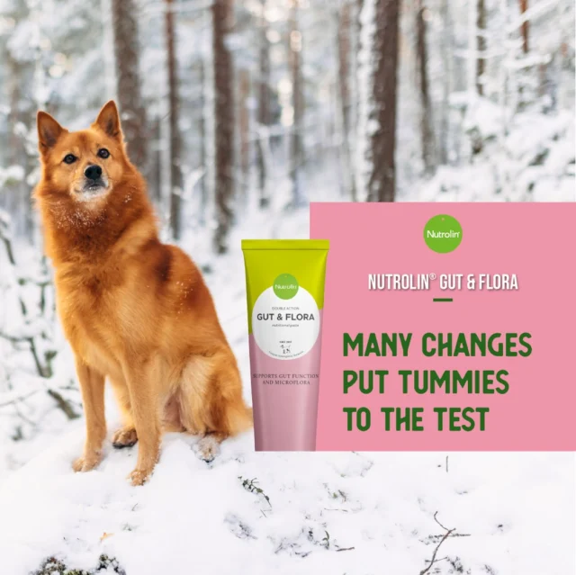Many kinds of changes can put a strain on the gut. 🥴Nutrolin® GUT & FLORA is there to lend a helping paw — it supports normal gut function and promotes normal digestion.The effectiveness of the formula comes from the synergy of fish‑oil omega‑3 fatty acids, probiotics and prebiotics.Omega‑3s support overall gut wellness, while probiotics and prebiotics help maintain balanced digestive function.Use the product during changes in diet, when travelling, or whenever everyday shifts may affect your pet’s tummy.Nutrolin® GUT & FLORA stays fresh in the fridge for 4 months after opening.Tummy Weeks Feb 16—March 8 – peace in the tummy! During these weeks, we'll share information and tips to support your pet's gut health.#NutrolinLife #NutrolinDogs #NutrolinGutFlora
#DogHealth  #PetCareTips