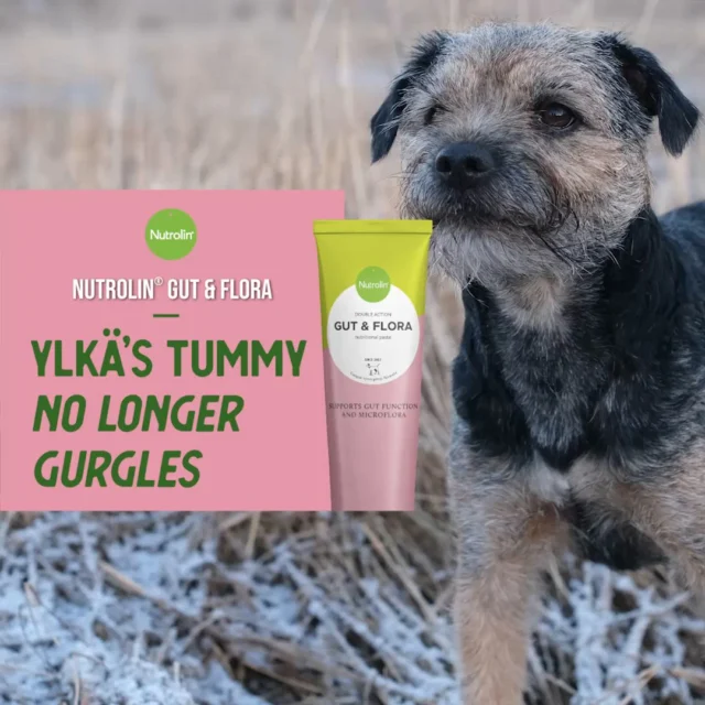 Ylkä’s tummy no longer gurgles! 🩷Ylkä’s owner, Kirsi, was frustrated. A fatty acid supplement caused heartburn for Ylkä, a 6-year-old Border Terrier. For the first time in almost 20 years, a Nutrolin® product didn’t suit Kirsi’s dog.“Ylkä has always been prone to heartburn. The first symptoms appeared when he was about a year old. He was examined, even scoped, and everything was fine. But the symptoms just wouldn’t go away.”Kirsi competes in agility with her dogs, but Ylkä’s gurgling stomach and poor appetite took the joy out of the hobby. She wanted to help her dog feel better.Somewhat hesitantly, Kirsi decided to try Nutrolin® GUT & FLORA paste. Could a fish oil–based product help Ylkä?“I noticed the effect really quickly! After the first month of use, the heartburn symptoms disappeared, and after that there have only been a couple of episodes. The change has been huge.”Ylkä now gets Nutrolin® GUT & FLORA paste daily, as Kirsi no longer wants to stop giving it.Now Ylkä is back to racing around the agility courses like before—full speed ahead! And no more gurgling tummy.—💡 Nutrolin® GUT & FLORA contains ingredients that help calm the digestive system, omega-3 fatty acids from fish oil, probiotics and prebiotics.Tummy Weeks Feb 16—March 8 – peace in the tummy! During these weeks, we'll share information and tips to support your pet's gut health.#NutrolinLife #NutrolinDogs #NutrolinGutFlora
#DogHealth  #PetCareTips