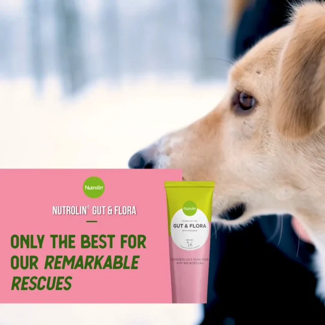 Buster the Greek street dog wasn’t dealt the best cards in life. He wandered the streets and scavenged for food in rubbish bins. Eventually, Buster’s luck turned — he found a family of his own and moved to Finland. 🥰But life on the streets had left its mark. Irregular eating habits had caused ongoing stomach issues, heartburn and general discomfort. And understandably so, when a dog has had to eat whatever it can find. 😔Then, something small but wonderful happened. By pure chance, Buster’s owner got the opportunity to try Nutrolin® GUT & FLORA. ✨What happened next?His digestive troubles eased and his overall wellbeing improved. Training became easier too, as Buster felt better and was calmer and more focused. 😍Rescue dogs often benefit from a high‑quality fatty acid supplement that supports normal gut function.Καλή τύχη, μικρέ ήρωα — Good luck on your journey, little hero! 😘Tummy Weeks Feb 16—March 8 – peace in the tummy! During these weeks, we'll share information and tips to support your pet's gut health.#NutrolinLife #NutrolinDogs #NutrolinGutFlora
#DogHealth #PetCareTips