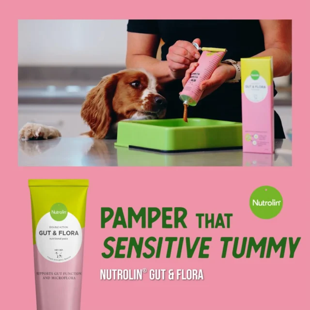Do you have a sensitive‑tummied dog living with you? 🐾A sensitive tummy can show up in many different ways — just like in us humans. Gas, loose stools and heartburn can make everyday life in a dog‑loving home a bit more challenging.Nutrolin® GUT & FLORA supports normal gut function. 🩷This paste is added to your dog’s food, combining fish‑oil omega‑3 fatty acids with probiotics and prebiotics.Give that sensitive tummy a little extra care. 🫶Tummy Weeks Feb 16—March 8 – peace in the tummy! During these weeks, we'll share information and tips to support your pet's gut health.#NutrolinLife #NutrolinDogs #NutrolinGutFlora
#DogHealth #PetCareTips