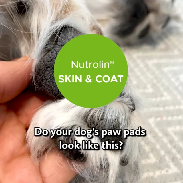 Dry paw pads can be painful. 🥵Your dog deserves better.Strengthen the paws from the inside out with Nutrolin® SKIN & COAT oil.For soft, strong paw pads – every day of the year. 💚