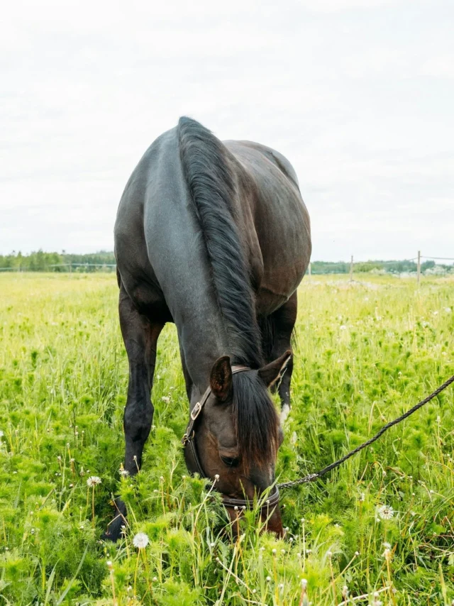 Supporting your breeding mares with the right nutrition is key for a healthy pregnancy and foal development ❤️Nutrolin® HORSE Sport not only ensures a balanced supply of omega-3 fatty acids (EPA & DHA) and vitamin E, but it also enhances immune function and promotes overall vitality.This premium formula helps all mare breeds maintain optimal condition during the last trimester while nurturing foal wellbeing from day one.Pure, Finnish nutrition for mares that deserve the best. 🇫🇮✨