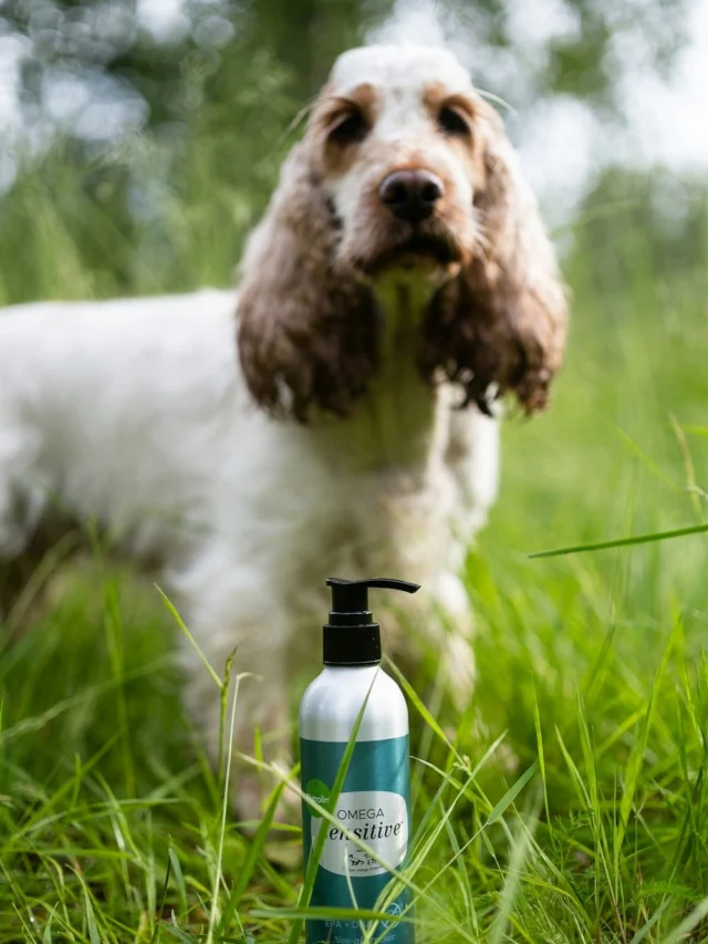 Every dog benefits from a high-quality fatty acid supplement, even when the need isn’t visible on the outside.The microalgae oil Nutrolin® OMEGA SENSITIVE® protects your dog’s joints, heart, and brain, and contains just as much omega-3 EPA and DHA as premium fish oil.Nutrolin® OMEGA SENSITIVE® rounds out our product range. With us, you’ll find a fatty acid supplement for every canine friend. 💚
