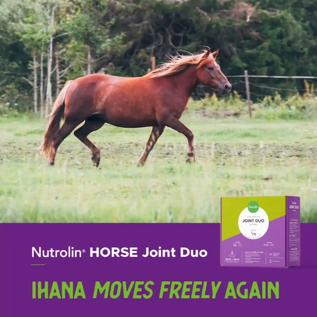 Movement means everything to a horse. 💜That’s why we’re constantly watching how our horses move. Is everything okay?When the Finnish mare Ihana (whose name means “lovely” in Finnish) started moving unevenly even at the lightest gait, her owner became seriously worried. 😰X‑rays revealed the early stages of osteoarthritis. This shouldn’t have been possible!Only four years old, Ihana had always moved freely and in a varied, natural way — and she hadn’t been under significant workload yet.Since exercise could no longer be reduced, her owner needed other solutions after the course of anti‑inflammatory medication. The world is full of joint supplements, but how do you choose one that actually works? 🤔Ihana’s owner chose Nutrolin® HORSE Joint Duo — and it worked!Ihana was able to move cleanly again, and by late summer 2024 she was already back in the competition ring. 🤩“We don’t dare stop giving Joint Duo, because Ihana has done so well with it.”Pretty IHANAA indeed — wonderfully fitting for a horse named Lovely! 💜🔸 Wellbeing for horses! — During Horse Weeks, April 8–26, we’re sharing information about equine health and fatty acids. You’ll also have a chance to explore the Nutrolin® HORSE products.