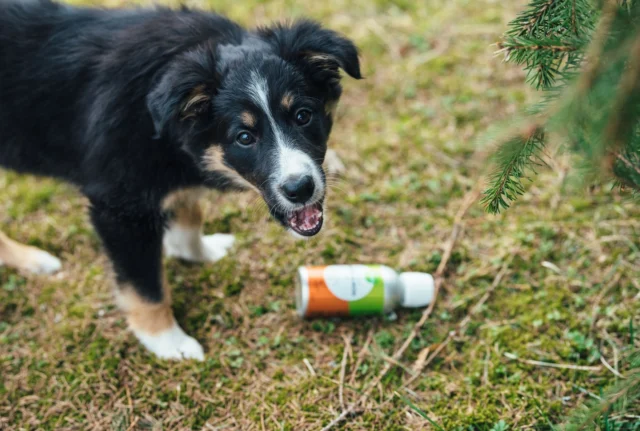 "Excuse me, would you have a moment to discuss puppies’ fatty acid needs?" 😍Lina was given Nutrolin® PUPPY & MOM oil as a puppy.Is that why she grew into a big and wise shepherd?Let us know in the comments if you have a dog who enjoyed our PUPPY & MOM oil as a puppy. 🥰