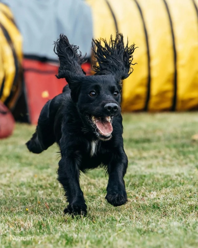 TICKET GIVEAWAY 🎟️Only two weeks to go until the Agility World Championships 2026! 🇫🇮💚 Which team or competitor would you and your friend most like to see live?
💚 Tell us in the comments for a chance to win two tickets for either Saturday or Sunday! 🍀The world’s best agility teams are coming to Turku, Finland, on 22–27 September – and we’ll be there too. 💚Please note: The prize includes event tickets only. The winner is responsible for all other costs related to attending the event, including travel and accommodation.This giveaway is in no way sponsored, endorsed, administered by, or associated with Instagram or Meta.