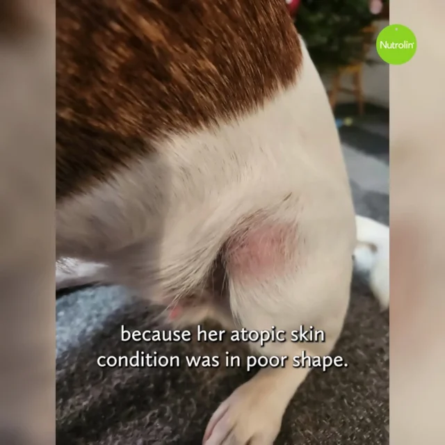 If your dog suffers from itching or atopic skin, take a look at Luna’s story. 🫶Owner Mira shares:"Luna started using Nutrolin® SKIN & COAT oil because her atopic skin condition was in poor shape. Injection therapy helped to some extent, but Luna still continued to show symptoms.Trying SKIN & COAT proved worthwhile. Luna's symptoms began to improve within just a few weeks. First, the itching and chewing stopped, and then her skin and coat also started to recover.Today, Luna's skin and coat are in great condition, and she no longer suffers from constant itching. Veterinary visits have become less frequent as well, after her veterinarian recommended cutting the injection dose in half."For cats, we recommend Nutrolin® KITTEN & ADULT and Nutrolin® CAT SENIOR.Say goodbye to itching with the right omega supplement. 💚